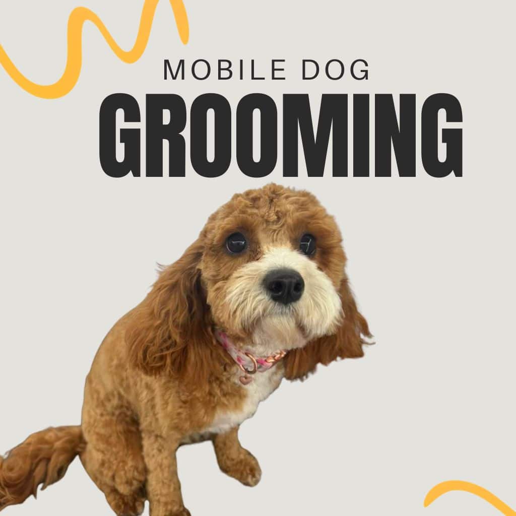 Mobile dog grooming
